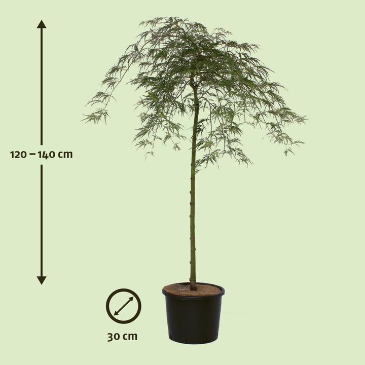 Produktbild Zulauf Japanischer Fächer-Ahorn / Acer palmatum 'Dissectum' (130 cm)
