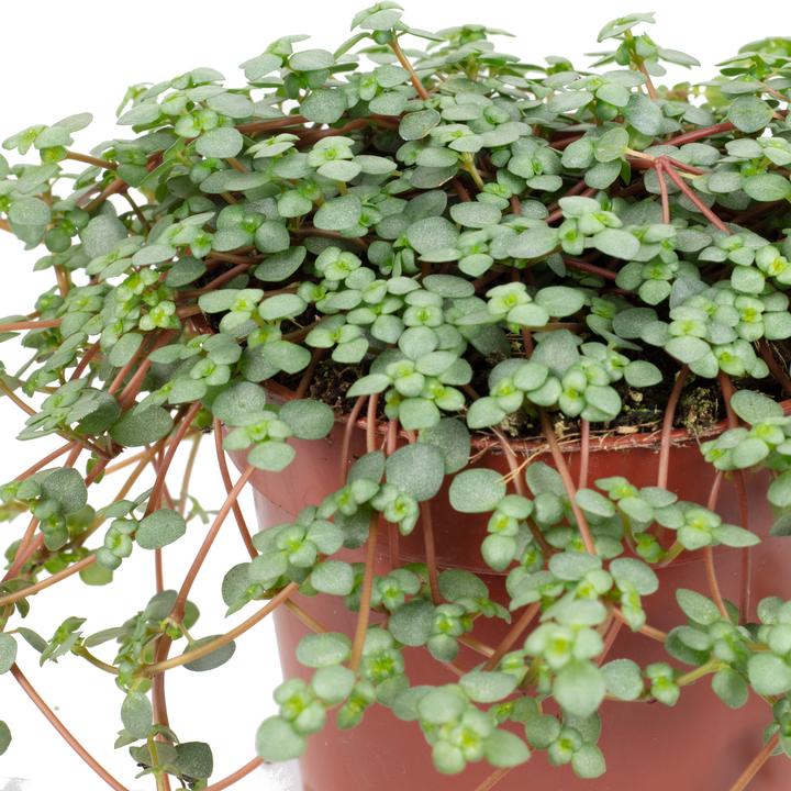 Produktbild Flowerbox Kanonierblume "Smit Chique" - Pilea glauca (20 cm)