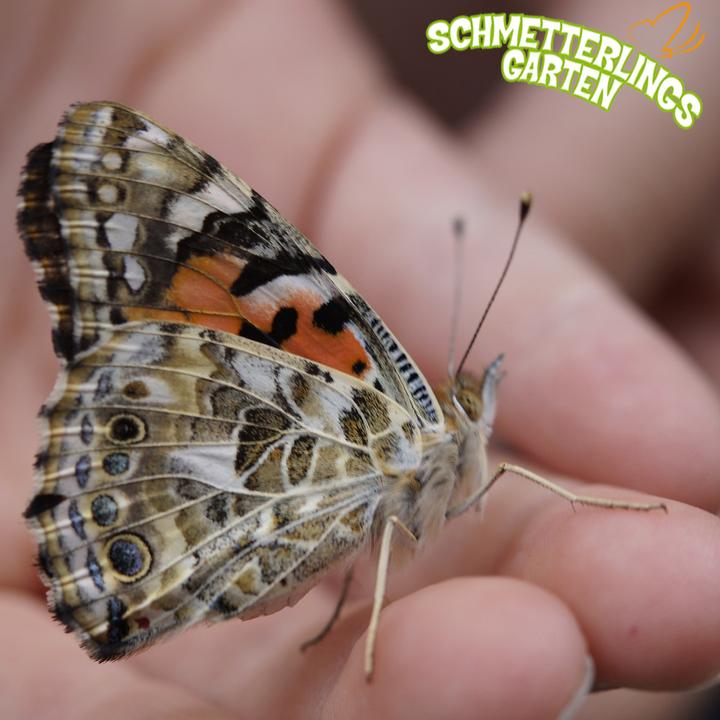 Actual product image HCM Kinzel Pre-Paid Butterfly Garden