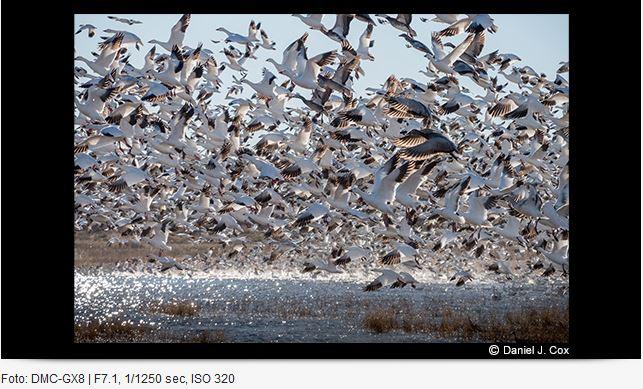 Actual product image Panasonic 100-400mm f/4-6.3 Leica DG Vario-Elmar ASPH. power O.I.S. (Micro Four Thirds, Micro Four Thirds)
