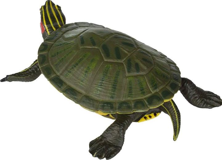 Produktbild Safari Rotwangen-Schmuckschildkröte