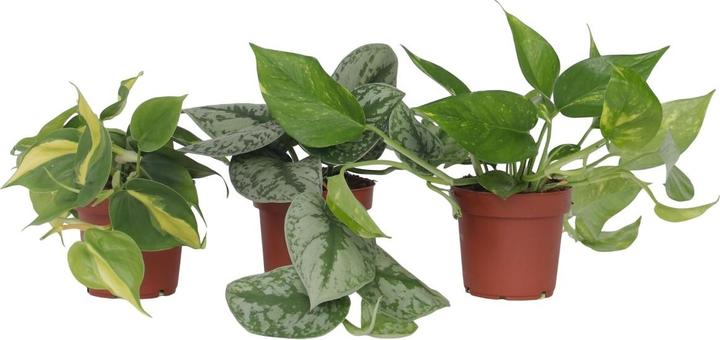 Actual product image Plant in a Box Philodendron Scandens Brasil, Epipremnum Trebi, Epipremnum Aureum - set of 3 ivy plants (25 cm)
