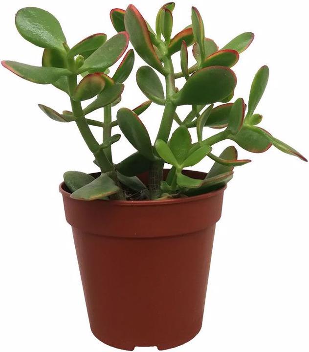Immagine prodotto VEG and the City Kelur (albero dei soldi - Crassula Ovata) (15 cm)