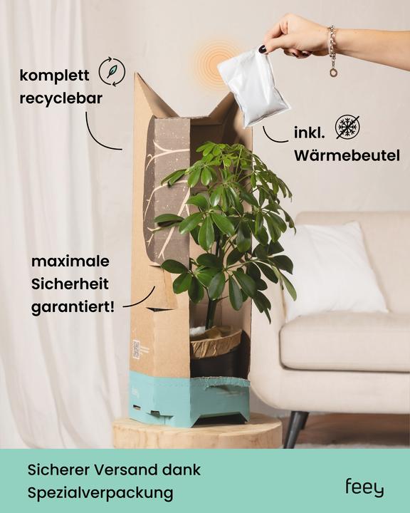 Image du produit feey Yucca (70 cm, Fraîchement rempotés)