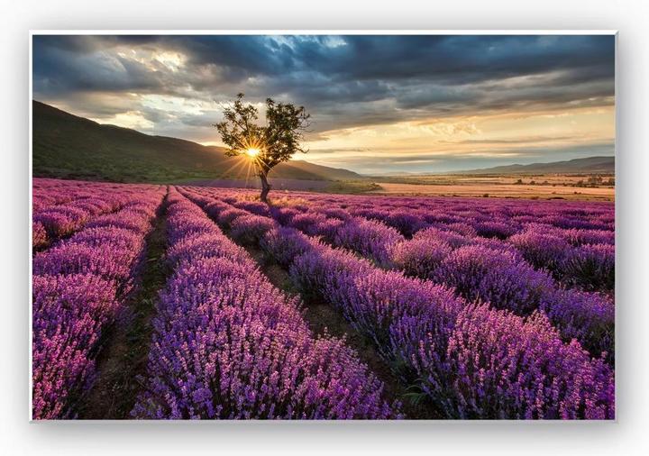 Immagine prodotto Trenddeko I fiori di lavanda in Provenza (60 x 40 cm)