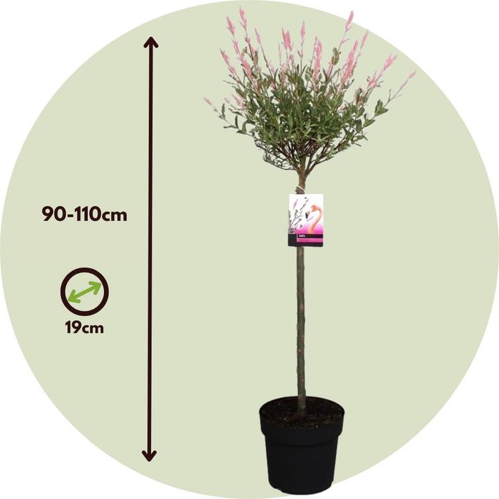 Produktbild Plant in a Box Salix integra 'Flamingo' - Zierweide (90 cm)