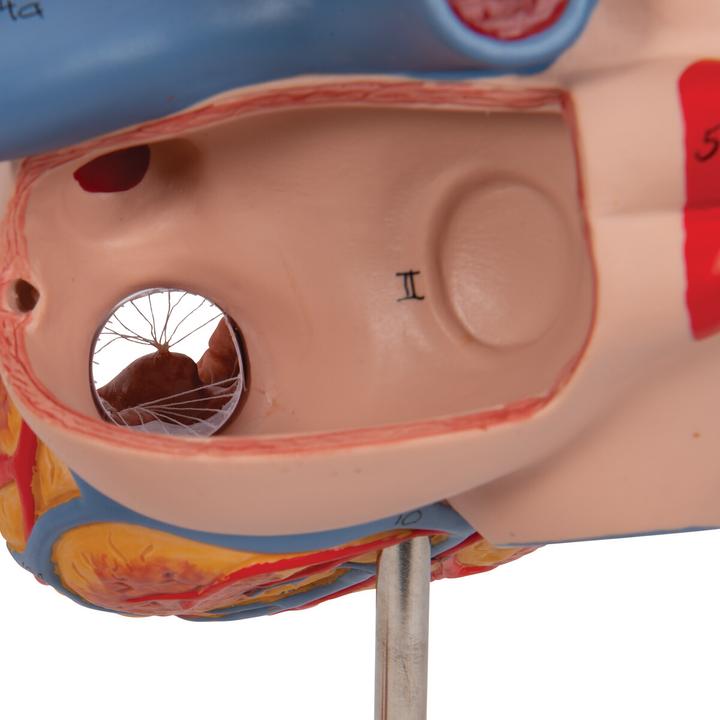Produktbild 3B Scientific Herzmodell, 2-fache Grösse, 4-teilig