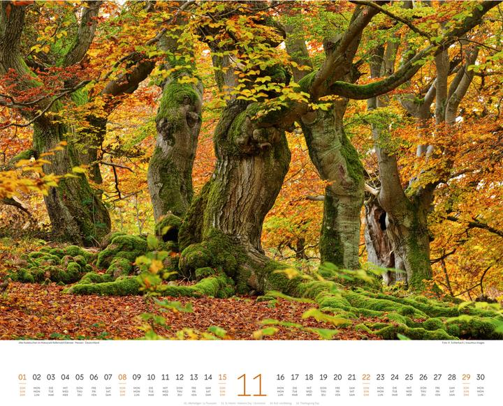 Immagine prodotto Wald Kalender 2026 (54 x 48 cm, Copertina rigida, Tedesco, Francese, Inglese)