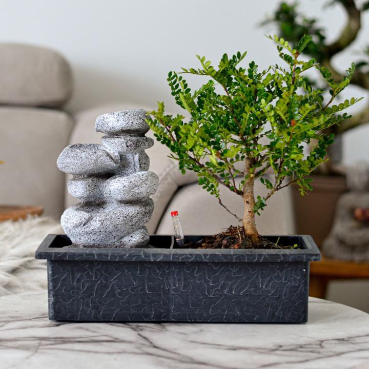 Produktbild Plant in a Box Bonsai Ligustrum, Carmona, Ficus Retusa, Syzygium, Sageretia - Bonsai Wassersystem Steine (25 cm)