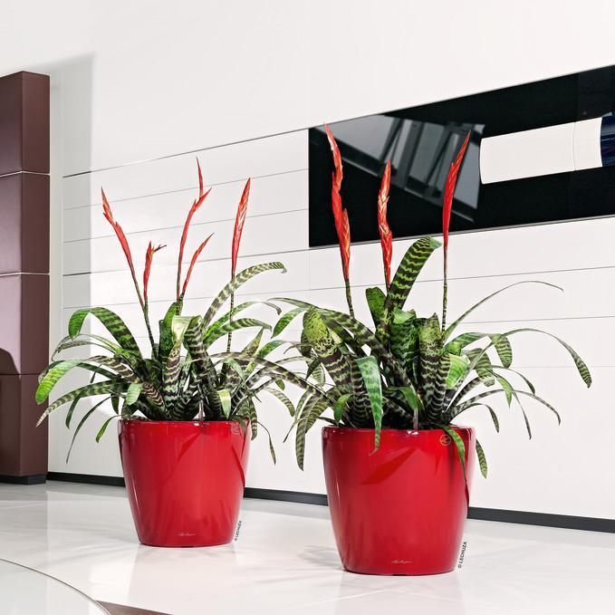 Actual product image Lechuza Classico (43 cm)