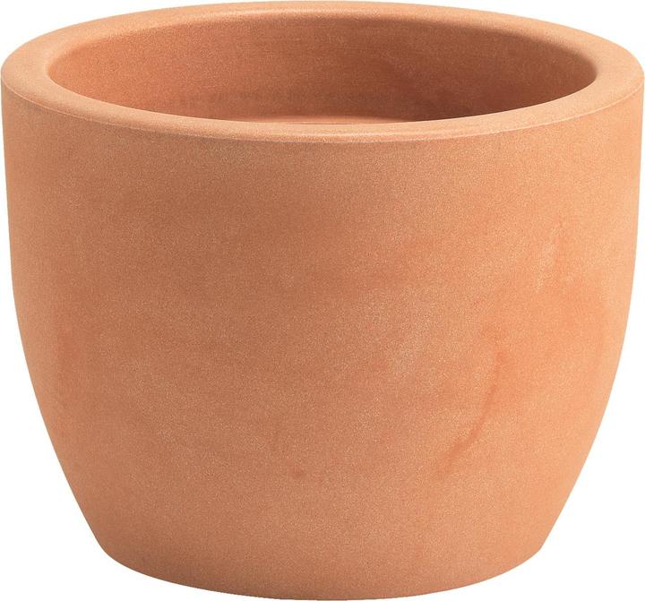 Giarnaldo Hera (50 cm)
