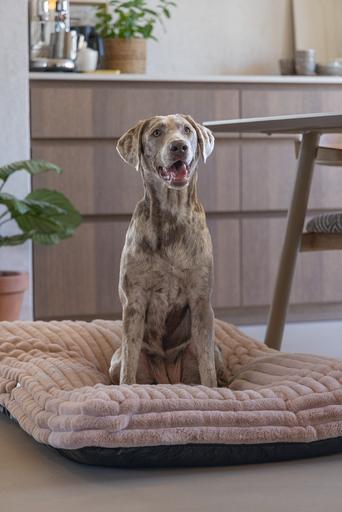 Produktbild Designed by Lotte Liegekissen Reza (Hund)
