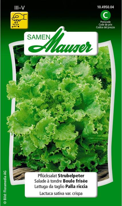 Actual product image Samen Mauser Pick lettuce Strubelpeter (Vegetable seeds)