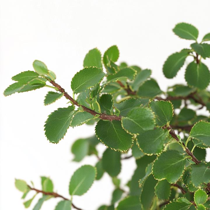 Actual product image Plant in a Box Zelkova serrata - Bonsaibaume (25 cm)