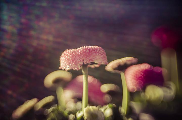 Produktbild Lensbaby Composer Pro II inkl. Sweet 50 Optik Fuji X-Mount (Fujifilm X, Vollformat, APS-C / DX)