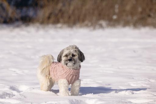 Produktbild Designed by Lotte Hundepullover Haida (40, Hundepullover)