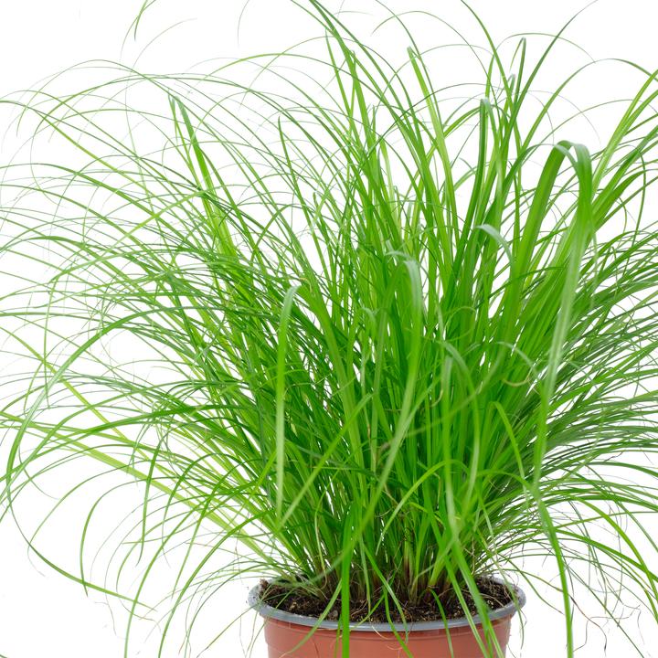 Produktbild Flowerbox Echtes Katzengras - Cyperus alternifolius "Zumula" (1 Stk.)