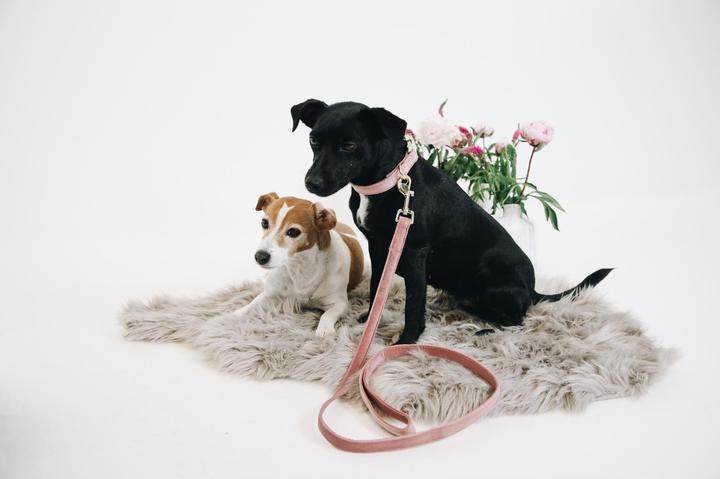 Produktbild Kentucky Dogwear Hundeleine Velvet (L, Hund)