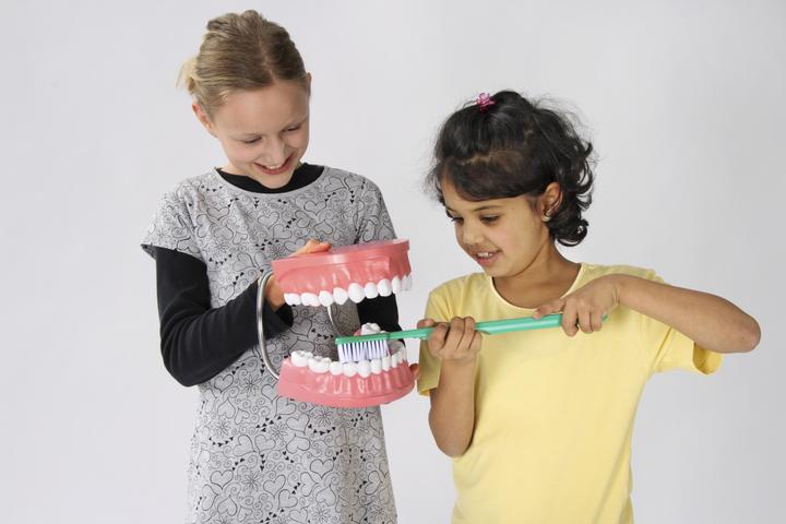 Image du produit Betzold Modèle de brossage des dents