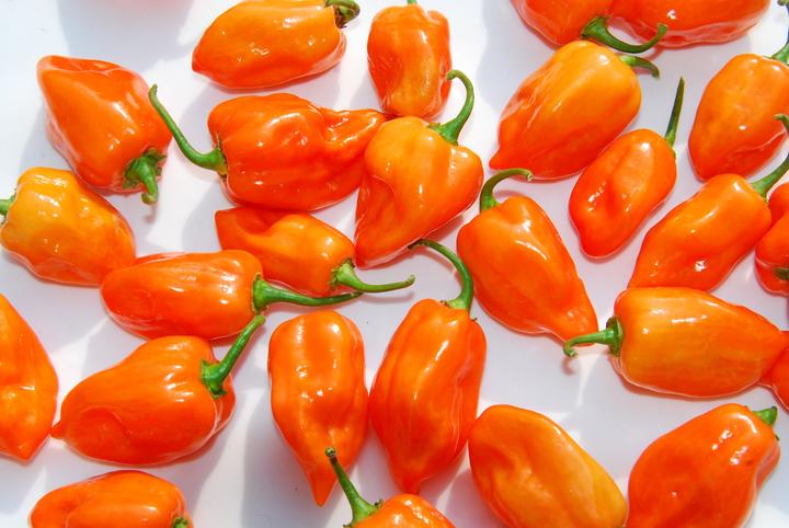 Actual product image Zollinger Bio Chili, Habanero (Vegetable seeds)