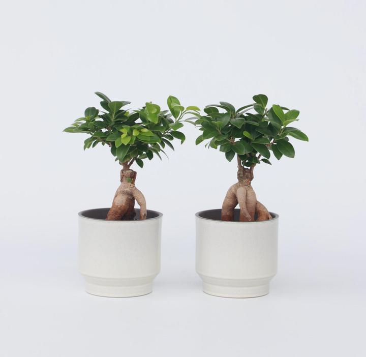 Actual product image Plant in a Box Ficus microcarpa Ginseng - Set of 4 Bonsai (30 cm)