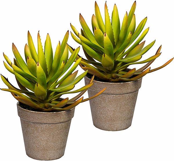 Produktbild Gasper Aloe plicatilis (24 cm)