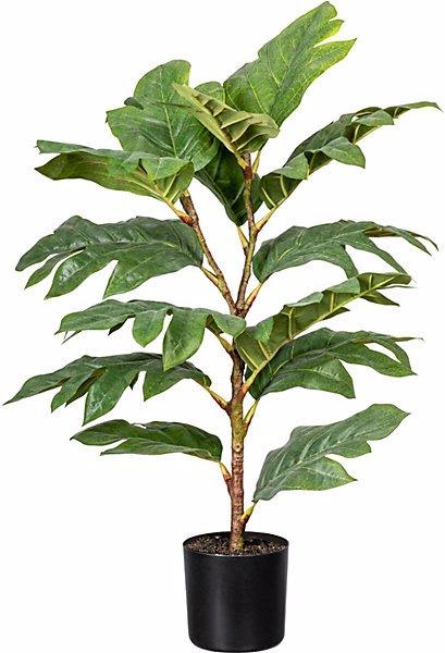 Produktbild Gasper Artocarpus (Brotfruchtbaum) (70 cm)