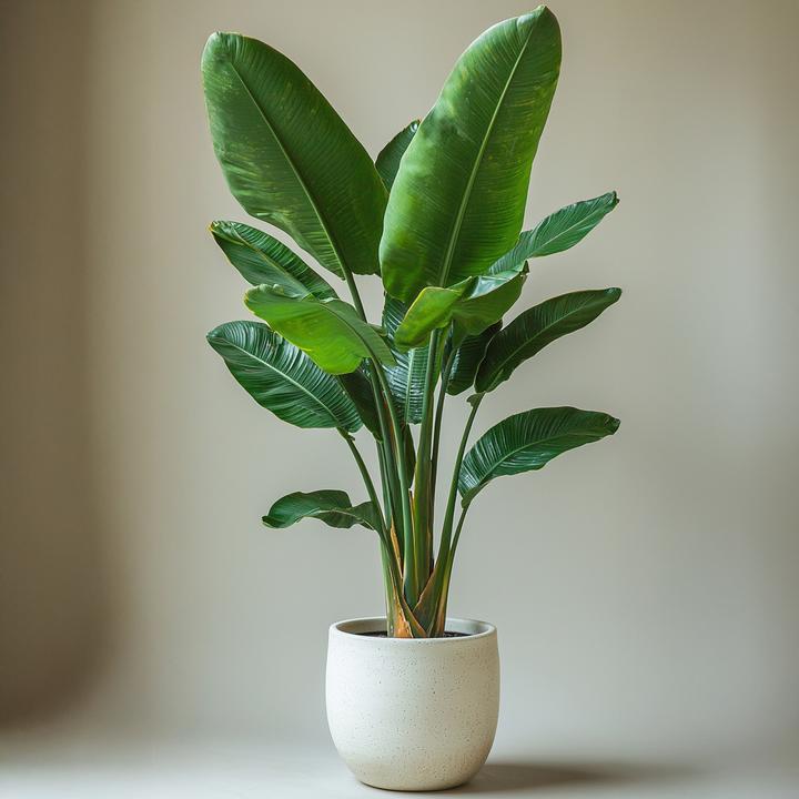 Produktbild Plant in a Box Strelitzia nicolai - Paradiesvogelblume (90 cm)