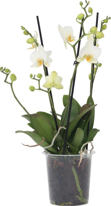 Produktbild Plant in a Box Phalaenopsis Multiflora - Schmetterlingsorchidee (35 cm)