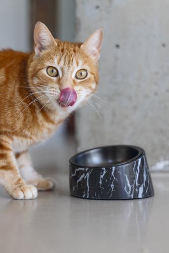Actual product image Designed by Lotte Melamine Bowl Cat Vita