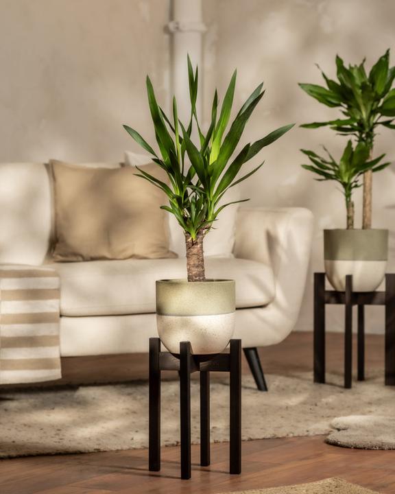 Image du produit feey Yucca (70 cm, Fraîchement rempotés)