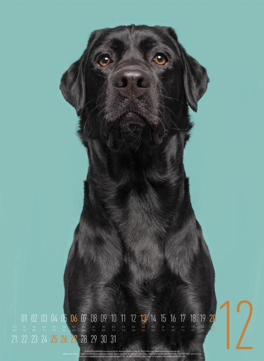 Produktbild Frei Schnauze - Kalender 2026 (33 x 45 cm, Harter Einband, Englisch, Deutsch)