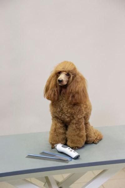 Actual product image Kerbl Fur comb (Cat, Dog)