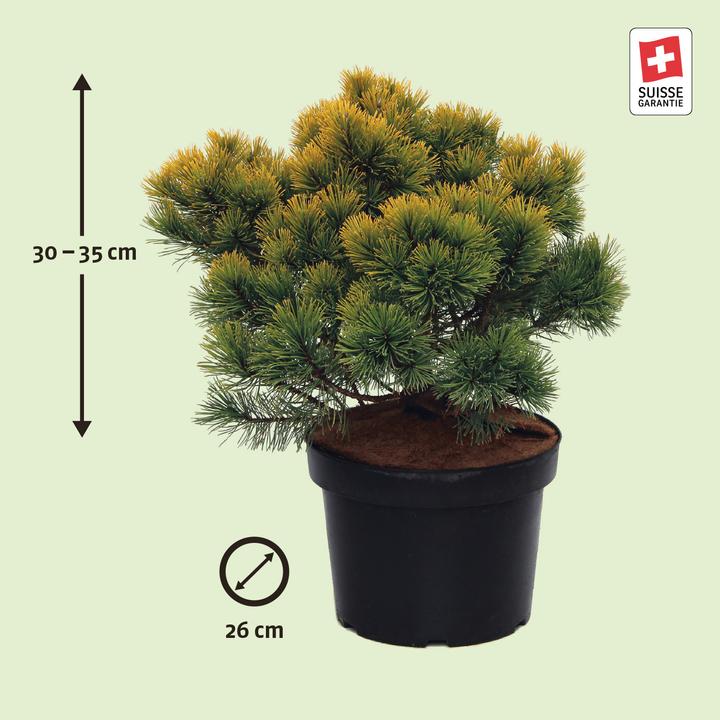 Produktbild Zulauf Zwerg-Berg-Föhre / Pinus mugo 'Winter Gold' (35 cm)