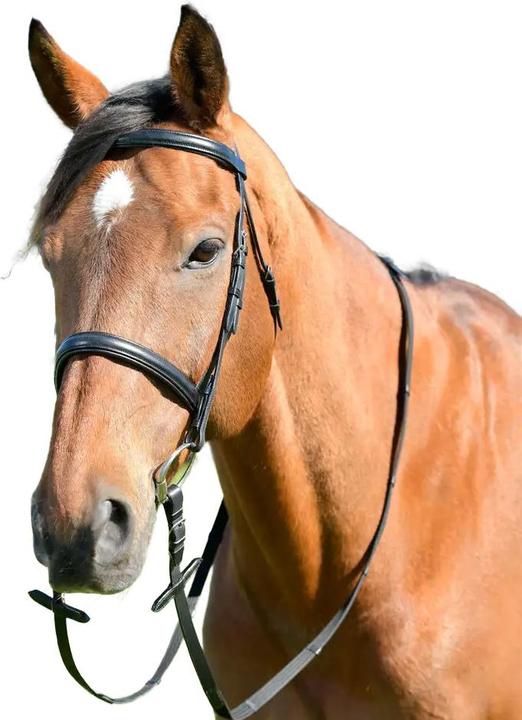 Kincade Classic Leather Horse Cavesson Bridle With Reins