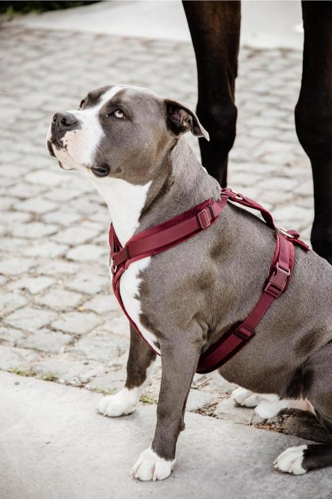 Produktbild Kentucky Dogwear Hundegeschirr Aktiv Velvet (XS, Hund, Allgemein)