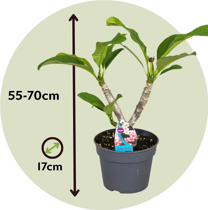 Produktbild Plant in a Box Plumeria Frangipani - Hawaii pflanze (55 cm)