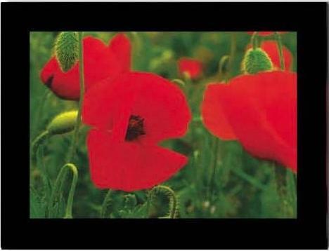 Produktbild Baback Haschemi Doppelkarten-Böxli 818 MOHNBLUMEN (1 Stk.)