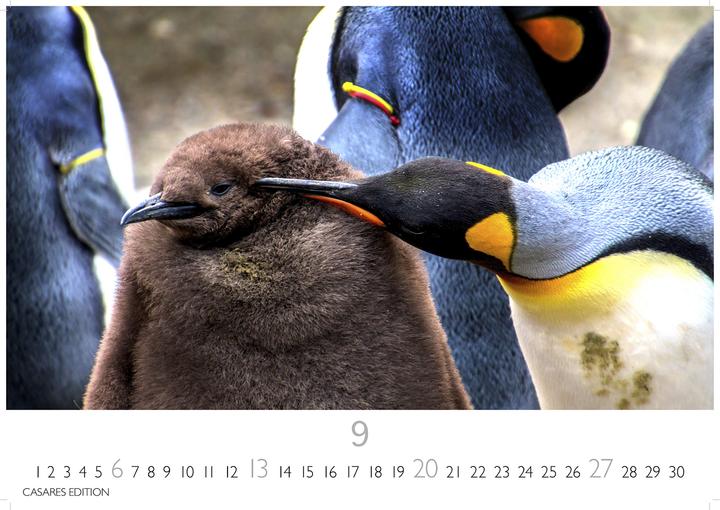 Produktbild Pinguine 2026 S 24x35cm (24 x 35 cm, Deutsch)
