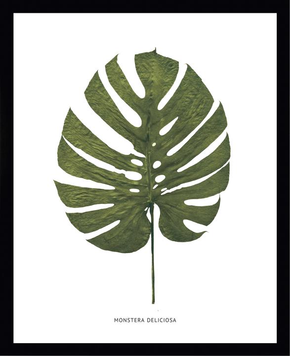 G&C Gallery Monstera Deliciosa (40 x 30 cm)