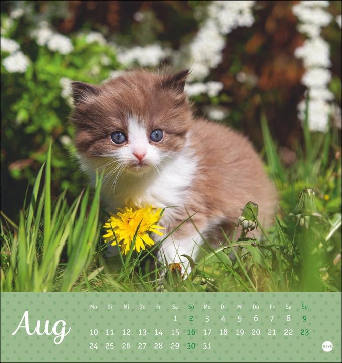 Produktbild Katzen Postkartenkalender Kleine Tiger 2026 (16 x 17 cm, Harter Einband, Deutsch)