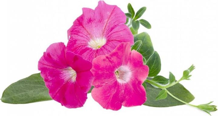 Produktbild Click and Grow Saatgut Pinke Petunie 3er-Pack (Pflanzensamen)