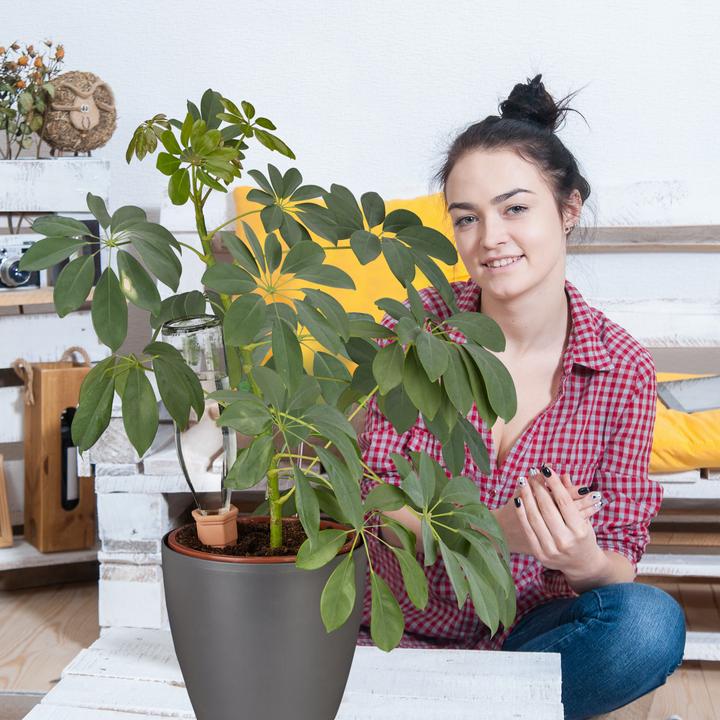 Actual product image Relaxdays Watering spikes (Clay cone)