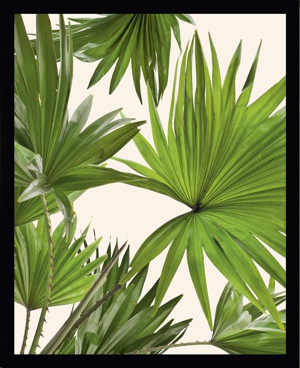 G&C Gallery Palm Leaves 1 (25 x 20 cm)
