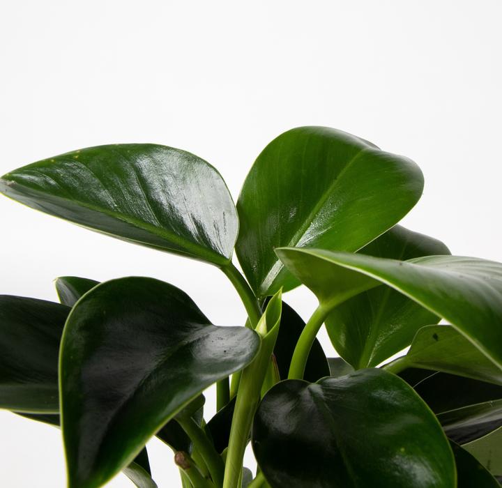 Actual product image Plant in a Box Calathea, Philodendron, Strelitzia - 3 mix Green indoor plants (25 cm)