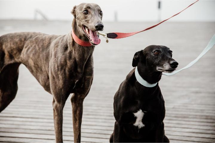 Produktbild Kentucky Dogwear Hundehalsband Jacquard (L, Hund, Allgemein)