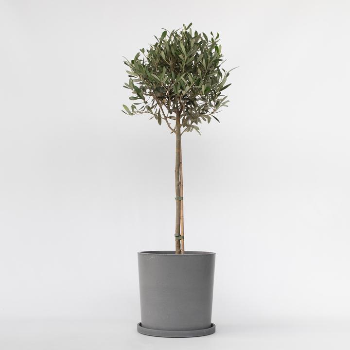 Produktbild Plant in a Box Olea Europaea - Olivenbaum (100 cm)