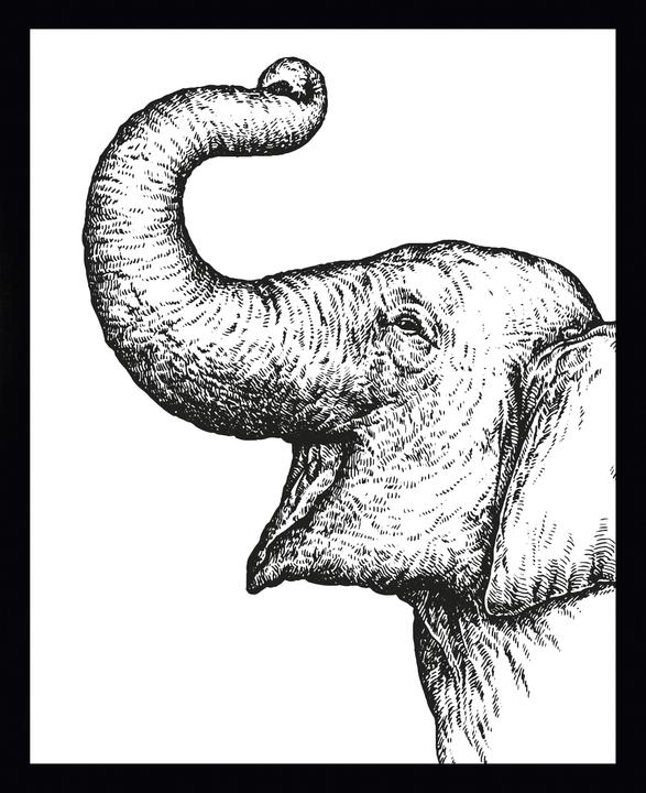 G&C Gallery Elefante (40 x 30 cm)