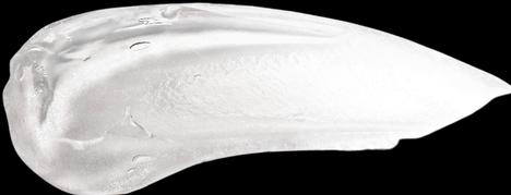 Actual product image Danessa Myricks Danessa Face - Dew Wet Balm Clear (Highlighter, 9 g)