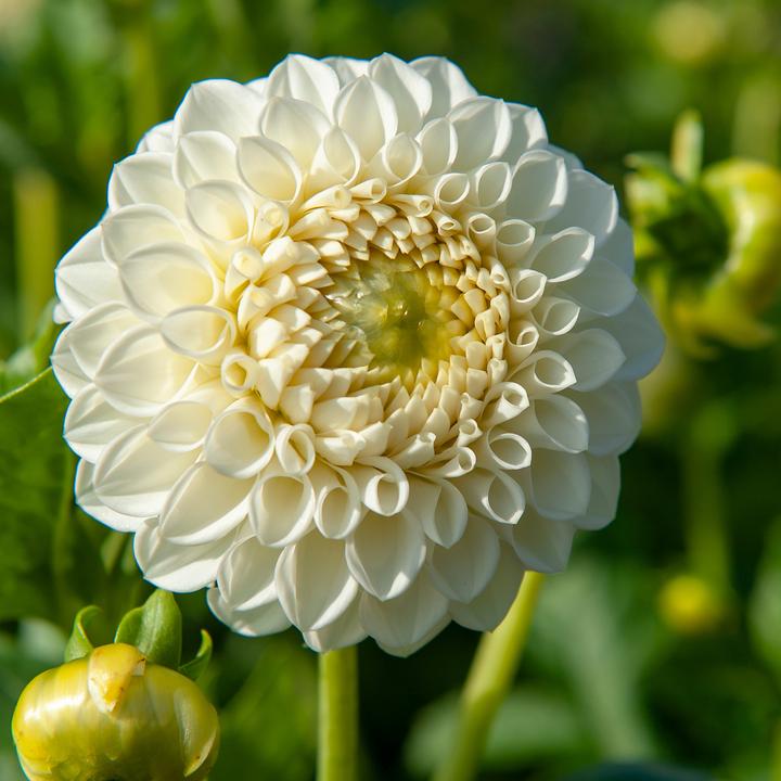 Produktbild Plant in a Box Dahlia Boom Boom White - 3er Set Dahlien (10 cm)